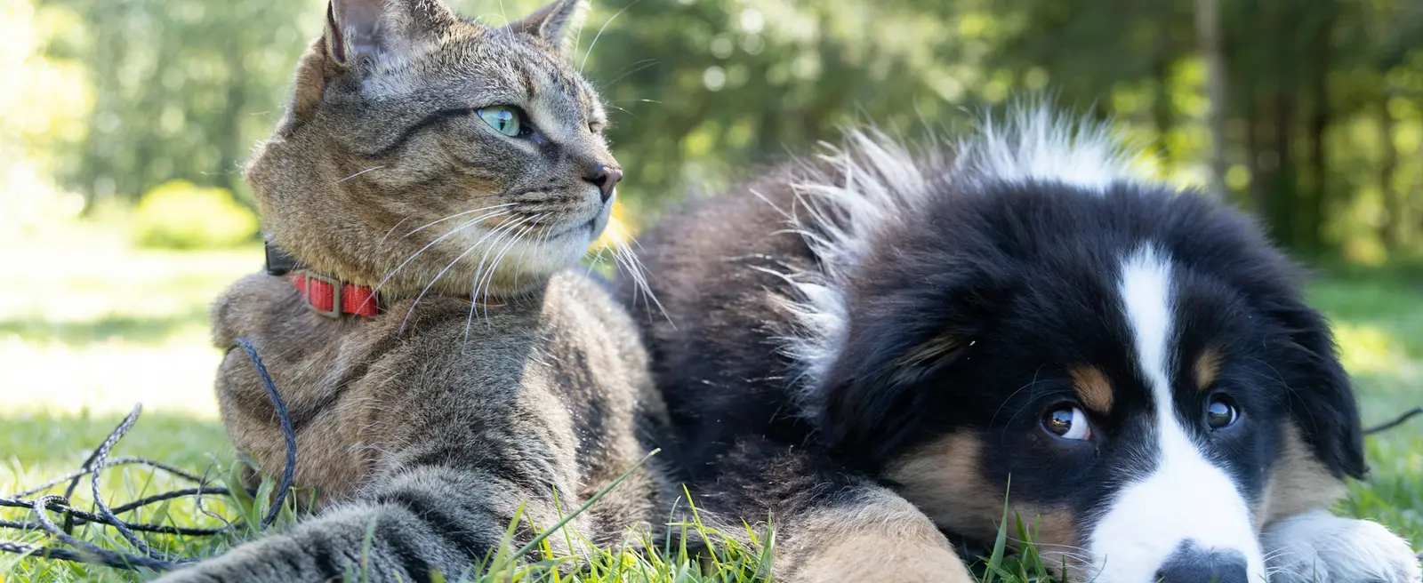 Un chat et un chiot berger australien couchés côte à côte dans l'herbe